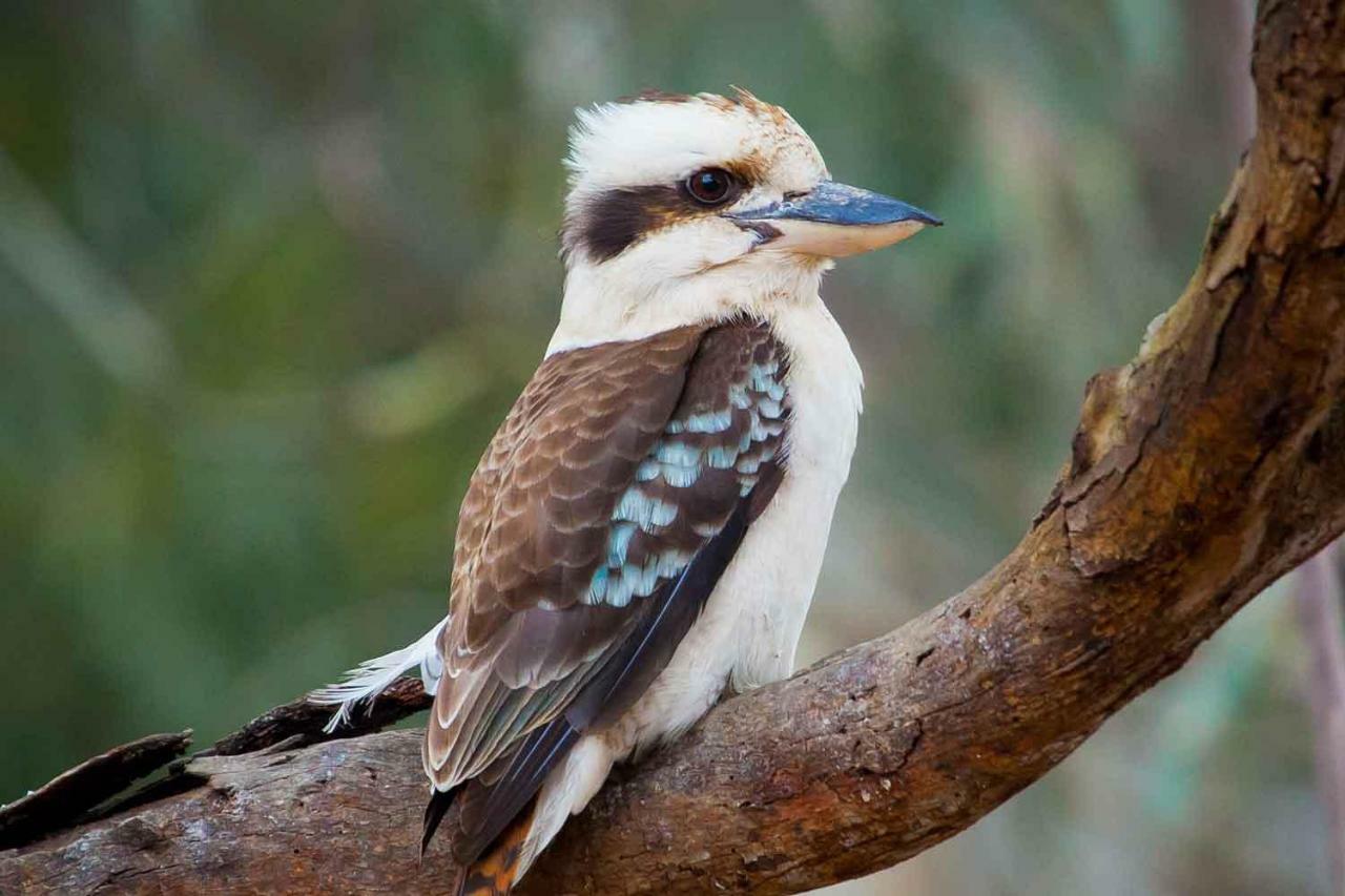 Le Kooka Arras